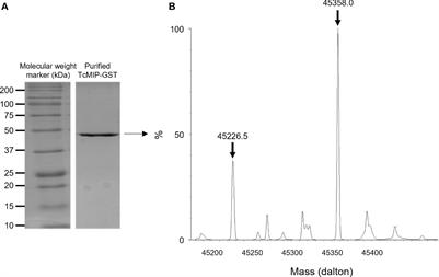 Macrophage-infectivity potentiator of Trypanosoma cruzi (TcMIP) is a new pro-type 1 immuno-stimulating protein for neonatal human cells and vaccines in mice